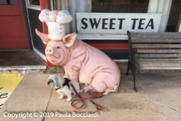 023_Buster_Twisted Tulip pig, Vega, TX_Road Trip, Spring 2019